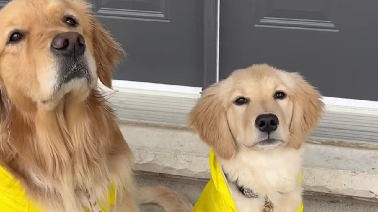 My Dogs and their rainy day outfits ☔️ #dogs #puppy #goldenretriever #dogshorts #puppies