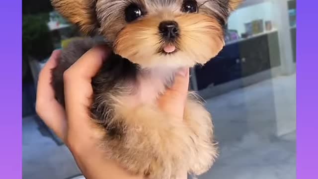 Cute and Funny Dogs Videos Compilation 2021_