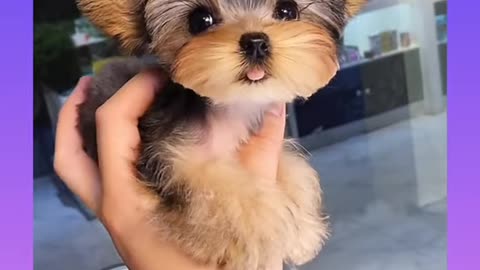 Cute and Funny Dogs Videos Compilation 2021_