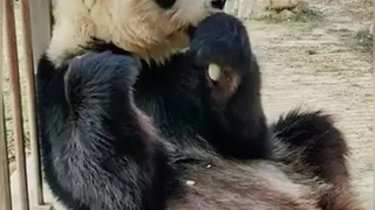 Cute panda eating