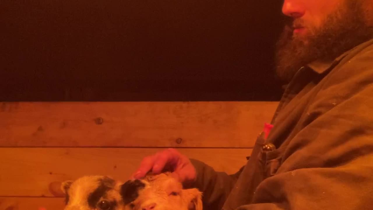 Sleepy Baby Livestock Rest Their Heads on Farmers Arm