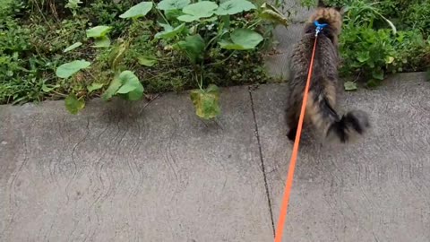 Opening the front door for well behaved kitties: off leash vs. on leash