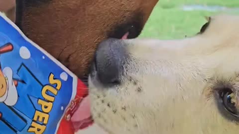 Dog's Strange Eating Habit