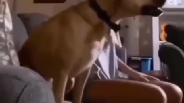 dog jumps in to the air