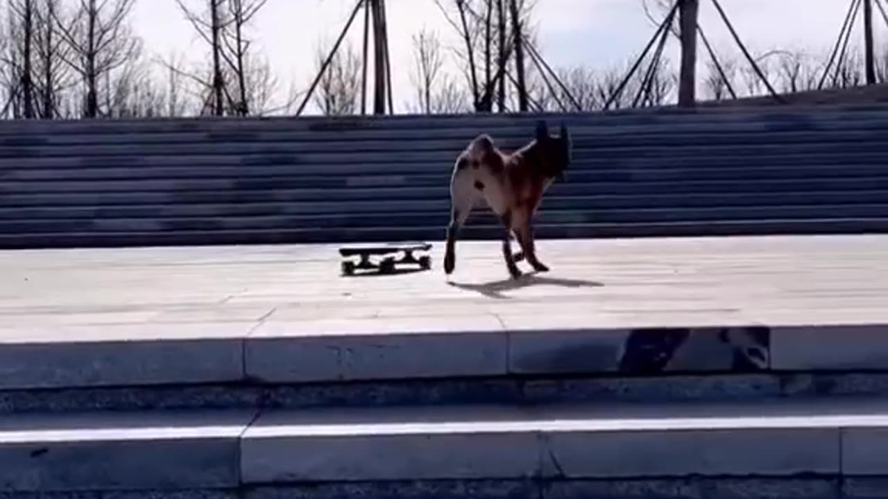 Funny dog compilation