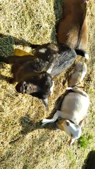 Meet Citrine's Nigerian Dwarf Goat Buckling/MOONSPOTTED