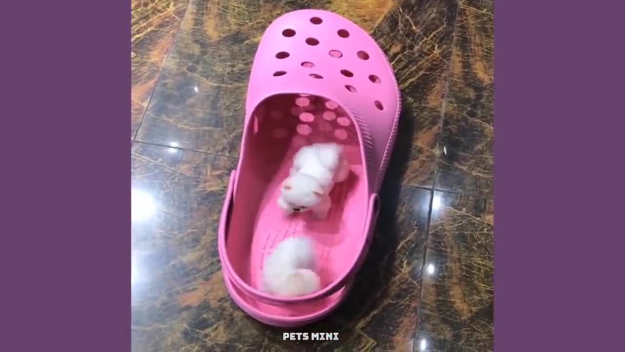 Chó Phốc Sóc Mini - Funny and Cute Dog Pomeranian😍🐶