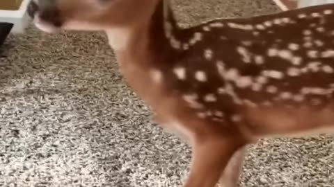 This woman rescued a baby deer from danger #animallove