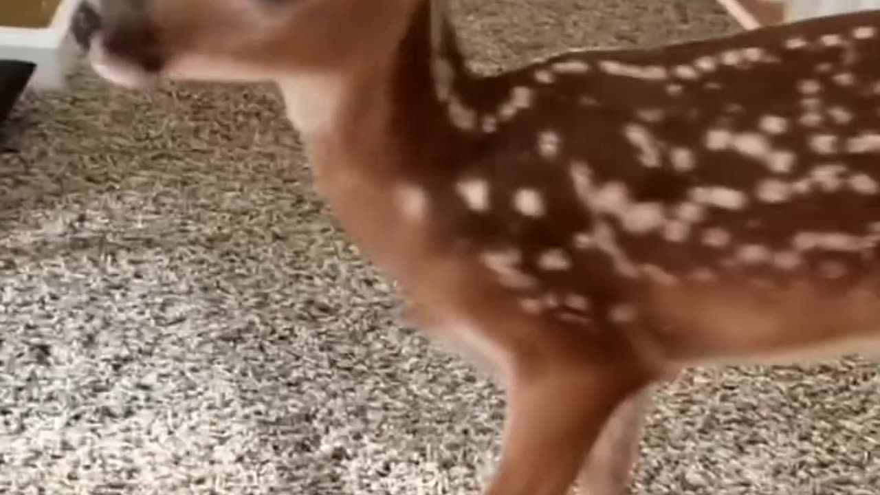 This woman rescued a baby deer from danger #animallove