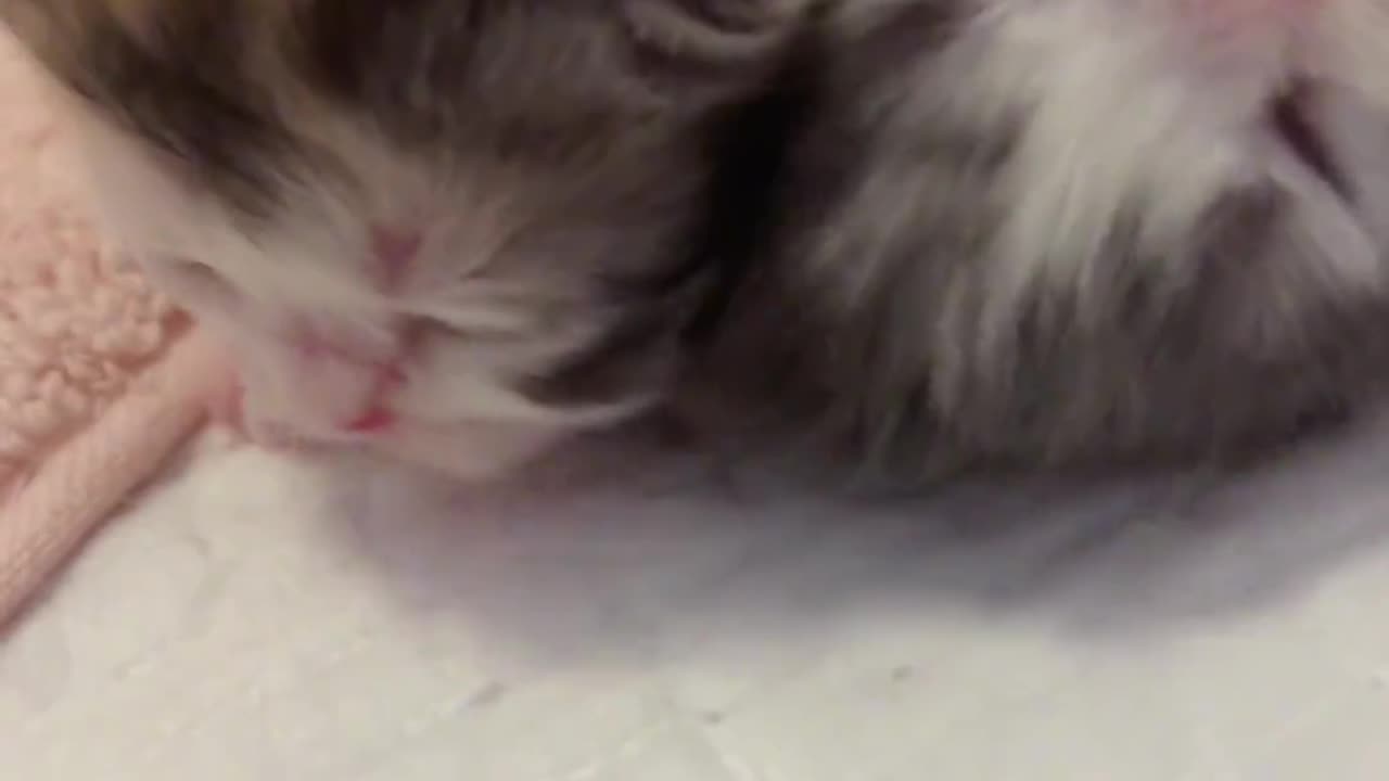 The 3rd day of birth|Suppression of blood from my own sister 🤭 when sleeping #Minuet #calicocat #kitten