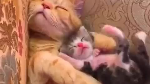 Cute Cat Kitten 🐈🐈