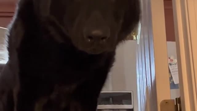 Plumber: "She's small for a German Shepherd.She doesn't intimidate me at all."