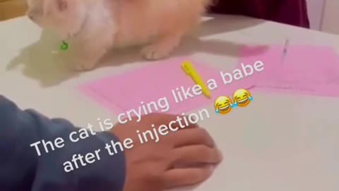 Cats at the Vets