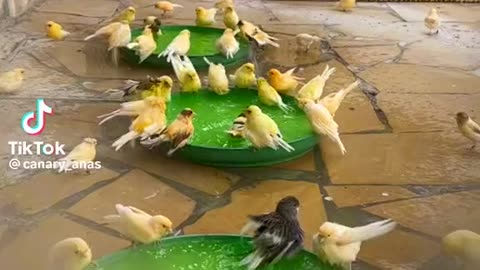 Birds enjoying bath