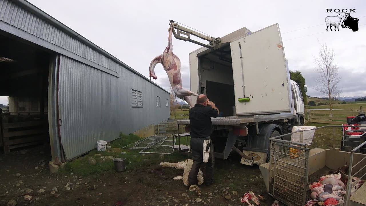 New Zealand Alpaca Homekill