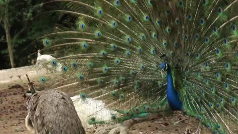 Peahens' favorite cub # Peacocks