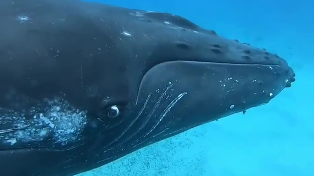Wildlife & Funs