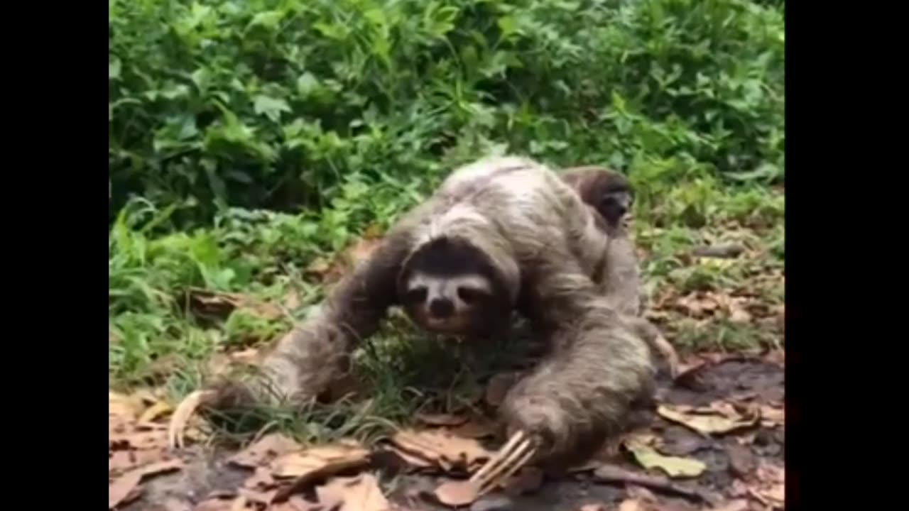 🦥Baby Sloth enjoying a Free ride on Mom's back!