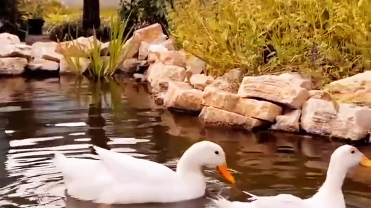 nature #shorts #short #video #explore #like #support #beautiful