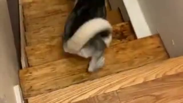 Dog Teaches Puppy to Climb Down the Staircase