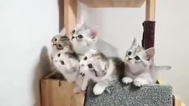 funny cat