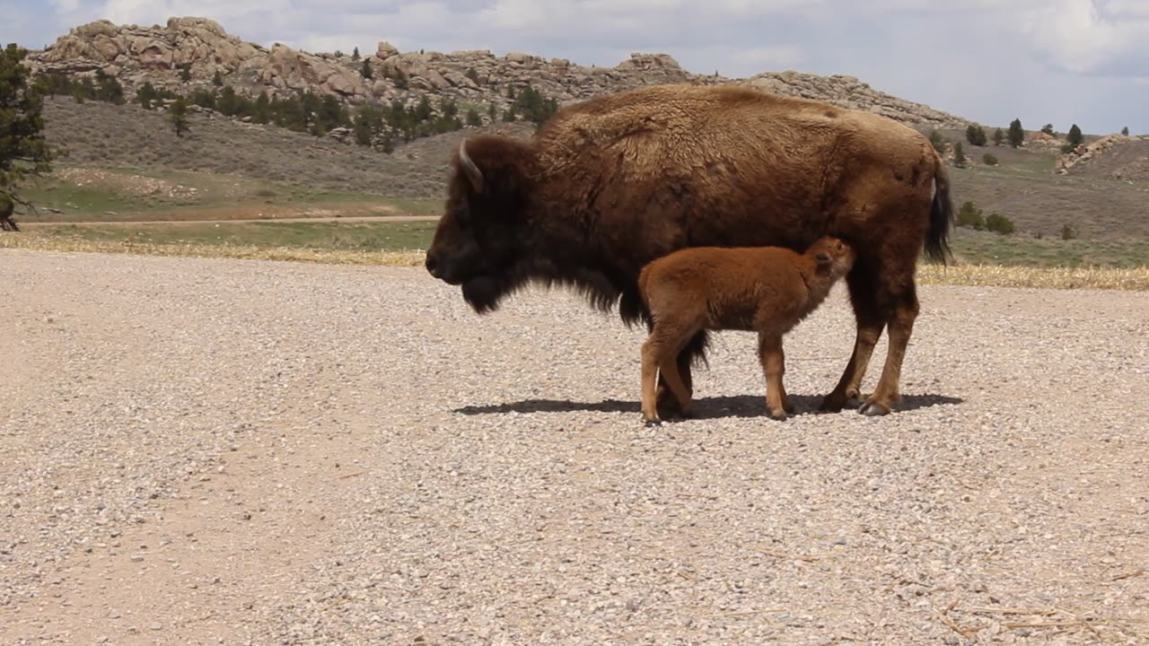 Demanding 10 day old Bison calf