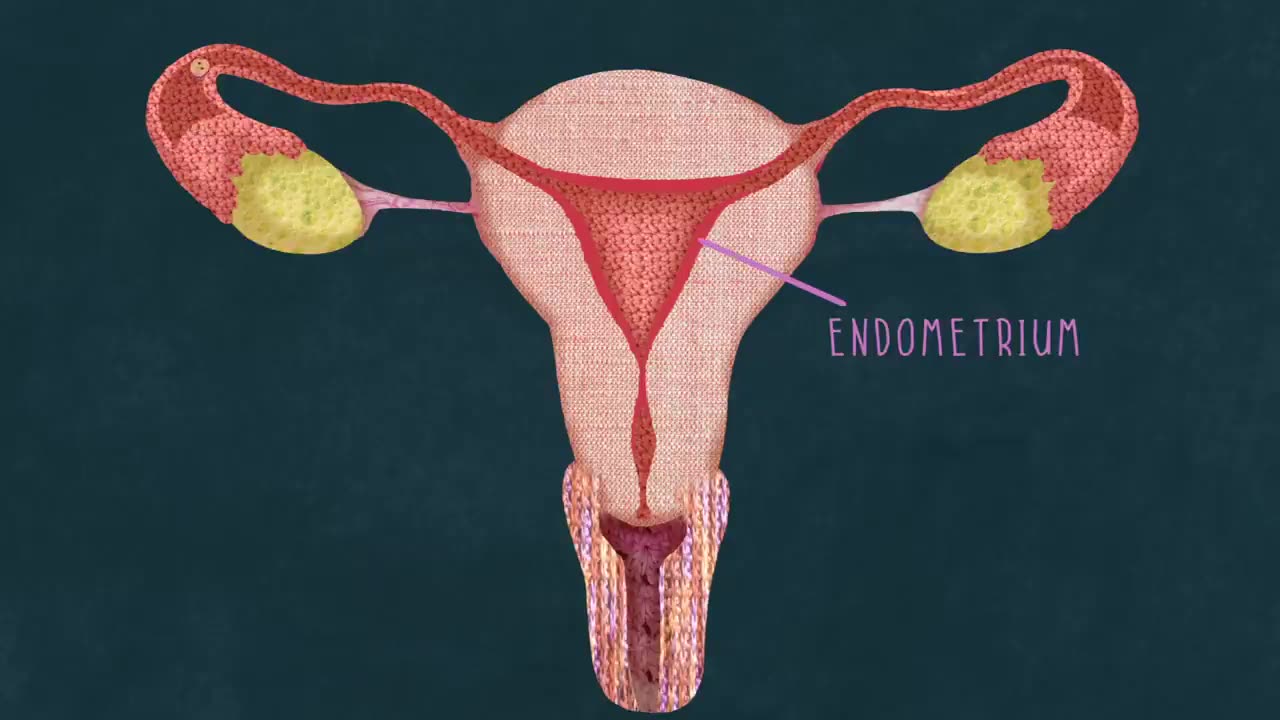 Why do Women have Periods? | TED Ed World