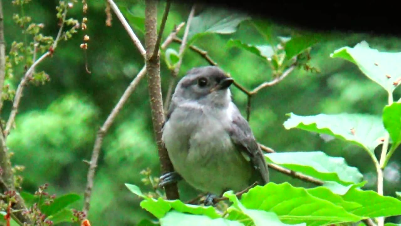 Tufted Titmouse