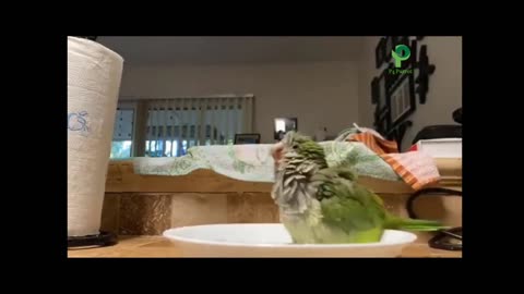 Parrot Videos Amazing Funny Naughty And Entertaining