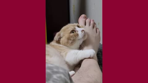 Cat bites on my foot