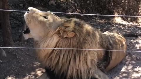Lion Roaring | Lion Sound