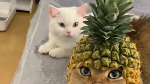 Funny Cat's Part 1🤣😹😂 #funnyvideo #funny #funnyvideos