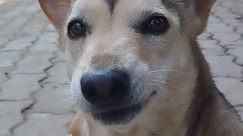 Cut doge video