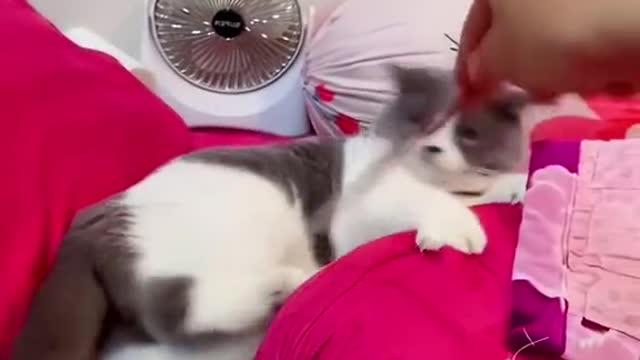 🐈🤪