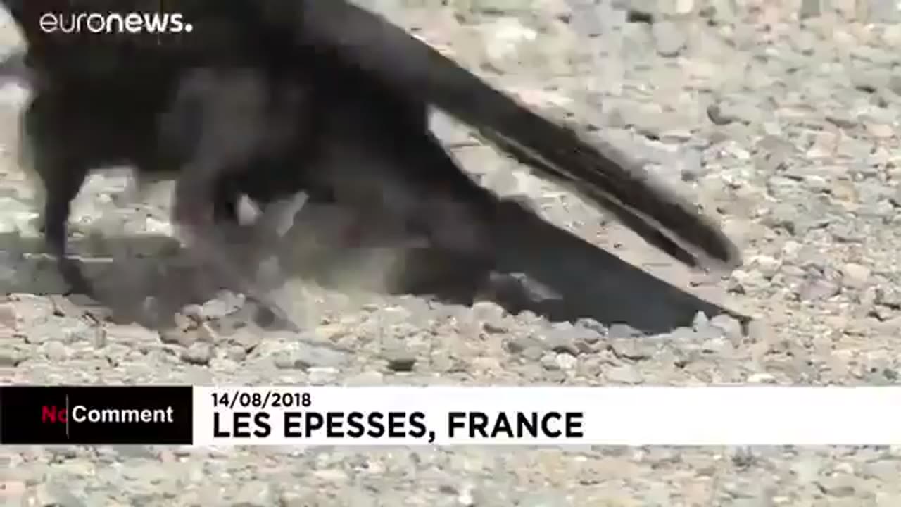 Crows have been trained to pick up cigarette butts on the street