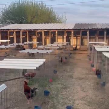 Chilangos Gamefarm Curaz Con Asil