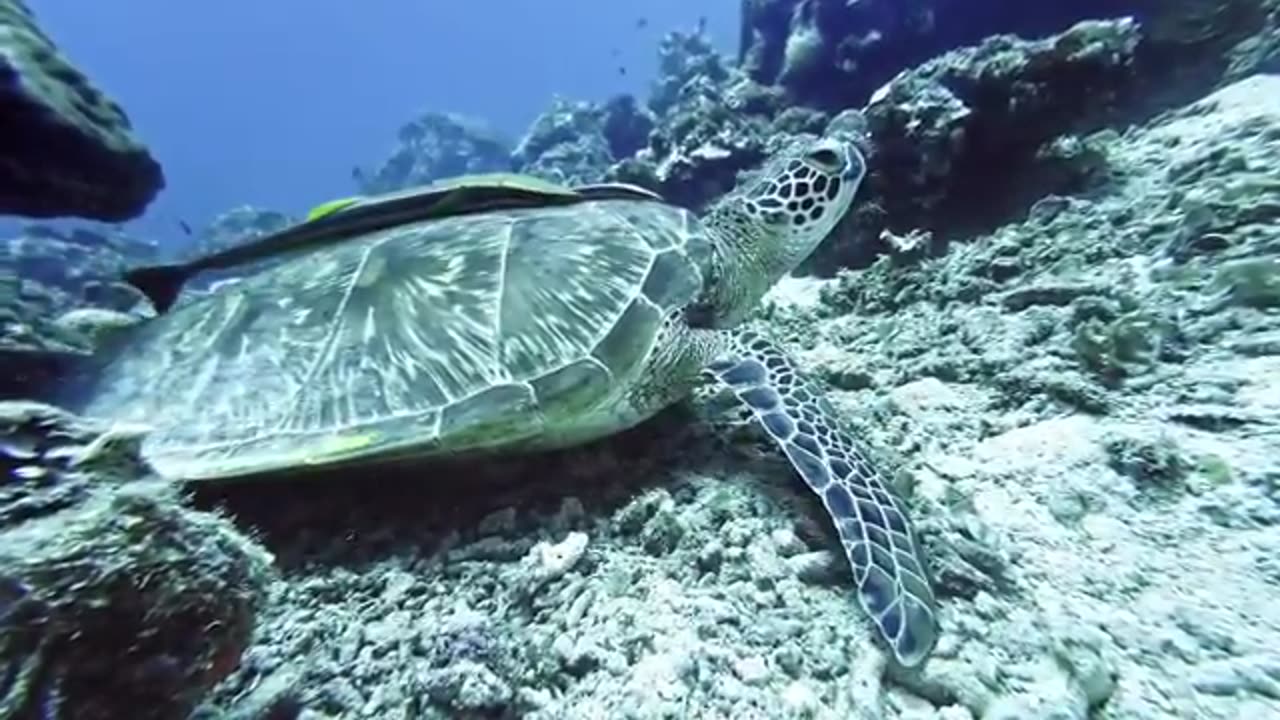 OCEAN ADVENTURES: Majestic Marine Life & Ocean Animals 60FPS 8K ULTRA HD