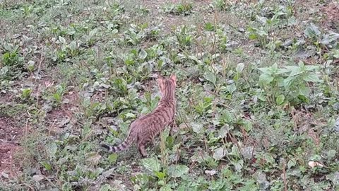 Cute kitten caught and ate a mouse.