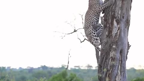 Witness a leopard effortlessly ascend a tree with such elegance that leaves you in awe of nature⁠⁠⁠