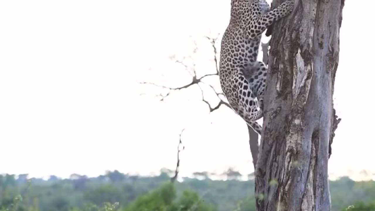 Witness a leopard effortlessly ascend a tree with such elegance that leaves you in awe of nature⁠⁠⁠