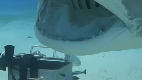 Wildlife