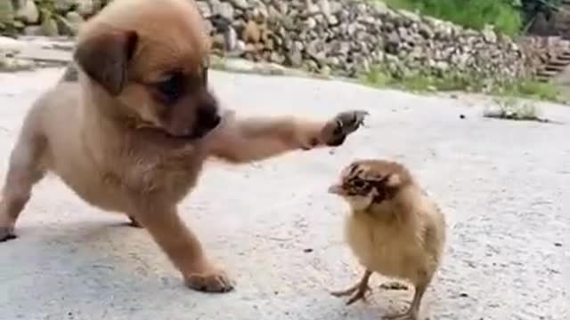 funny video of a dog and chick