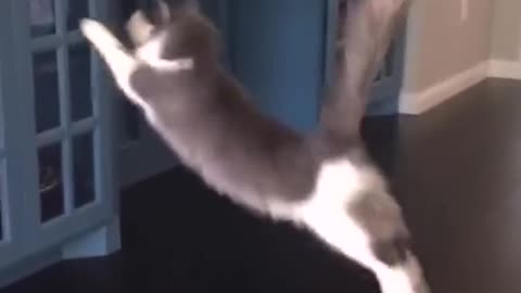 Funny cat's accident 🤣