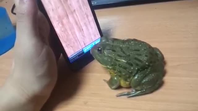 Frog Trained For Eating Ants. Very Funny Ending!!!