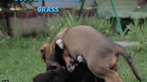 dog playing in the grass part 1