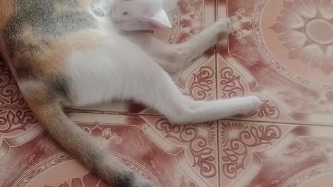 Animal funny video