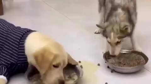 Funniest dog and cat video 😂😂