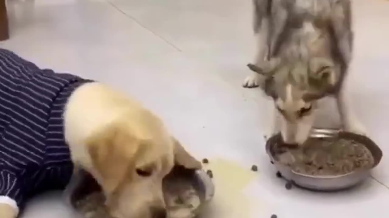 Funniest dog and cat video 😂😂