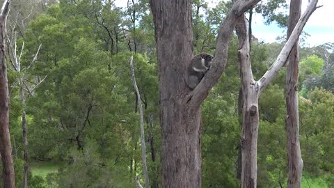 Violent koala interaction lovely