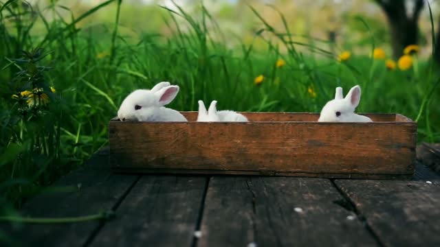 CUTE RABBITS